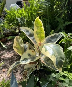 Variegated Rubber Plant Live Plant - Ficus Elastica Tineke Houseplant for Indoors - Image 1