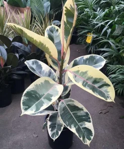 Variegated Rubber Plant Live Plant – Ficus Elastica Tineke – Indoor Houseplant - Image 1