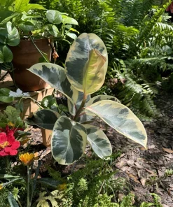 Variegated Rubber Tree Live Plant, Ficus elastica 'Tineke' Indoor Houseplant - Image 2