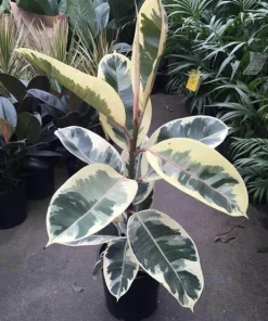 Variegated Rubber Tree Live Plant, Ficus elastica 'Tineke' Indoor Houseplant - Image 3