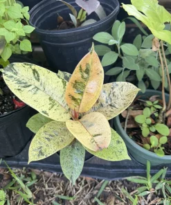 Variegated Rubber Tree Live Plant - Ficus elastica 'Tineke' Indoor Houseplant - Image 1