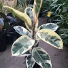 Variegated Rubber Tree Live Plant - Ficus elastica 'Tineke' Houseplant - Image 1