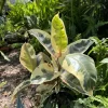 Variegated Rubber Tree Live Plant, Ficus elastica 'Tineke' Indoor Houseplant - Image 1