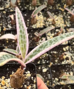 Variegated Silver Squill Live Plant – Ledebouria Socialis 2" Pot – Indoor - Image 2
