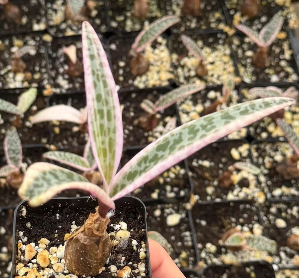 Variegated Silver Squill Live Plant – Ledebouria Socialis 2" Pot – Indoor - Image 2