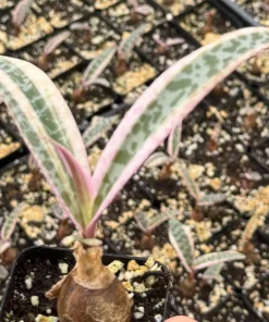 Variegated Silver Squill Live Plant – Ledebouria Socialis 2