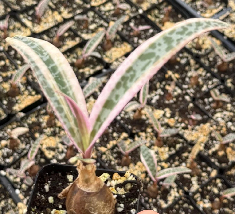 Variegated Silver Squill Live Plant – Ledebouria Socialis 2" Pot – Indoor - Image 3