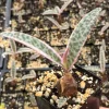 Variegated Silver Squill Live Plant – Ledebouria Socialis 2" Pot – Indoor - Image 1