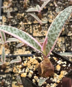 Variegated Silver Squill Live Plant – Ledebouria Socialis 2" Pot – Indoor - Image 1