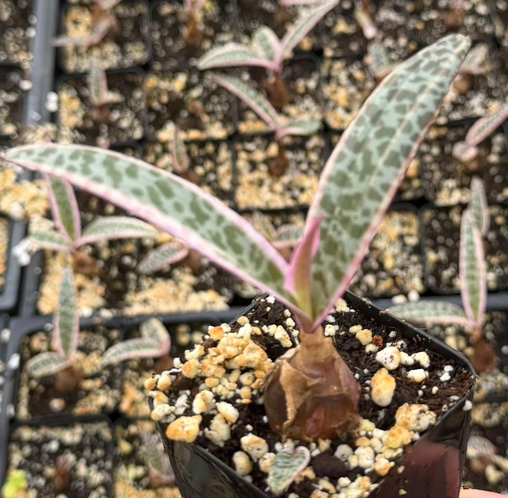 Variegated Silver Squill Live Plant – Ledebouria Socialis 2" Pot – Indoor - Image 1