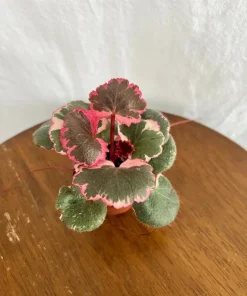 Variegated Strawberry Begonia Live Plant - Saxifraga stolonifera Rare Houseplant - Image 2
