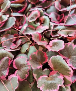 Variegated Strawberry Begonia Live Plant - Saxifraga stolonifera - Potted Houseplant - Image 1