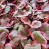 Variegated Strawberry Begonia Live Plant - Saxifraga stolonifera Rare Houseplant - Image 1