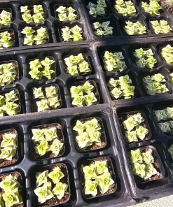 Variegated String of Buttons Live Plant – Crassula Perforata – 2 inch pot – Indoor Succulent - Image 2