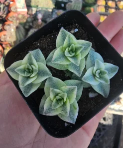 Variegated String of Buttons Live Plant – Crassula Perforata – 2 inch pot – Indoor Succulent - Image 3