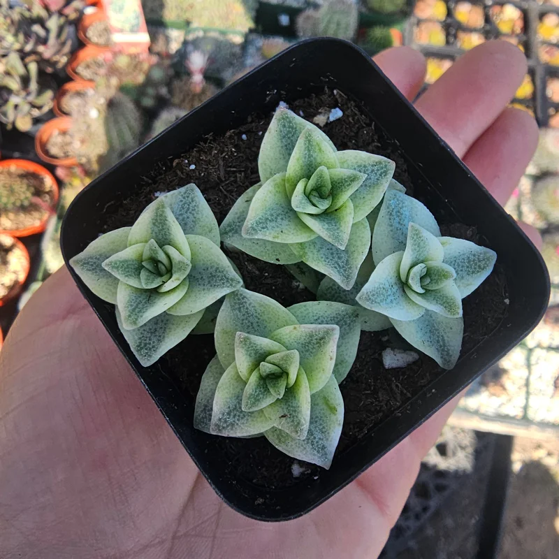 Variegated String of Buttons Live Plant – Crassula Perforata – 2 inch pot – Indoor Succulent - Image 3
