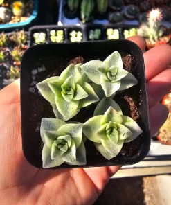 Variegated String of Buttons Live Plant – Crassula Perforata – 2 inch pot – Indoor Succulent - Image 4