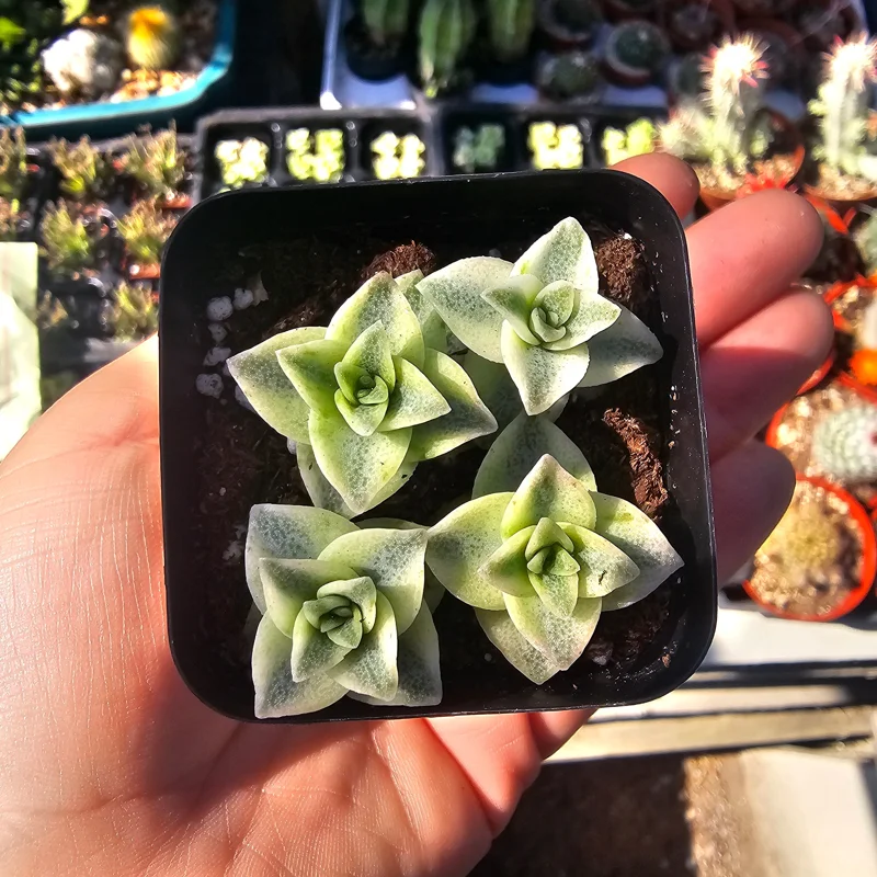 Variegated String of Buttons Live Plant – Crassula Perforata – 2 inch pot – Indoor Succulent - Image 4