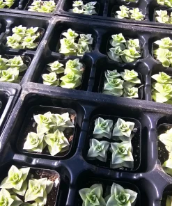 Variegated String of Buttons Live Plant – Crassula Perforata – 2 inch pot – Indoor Succulent - Image 5