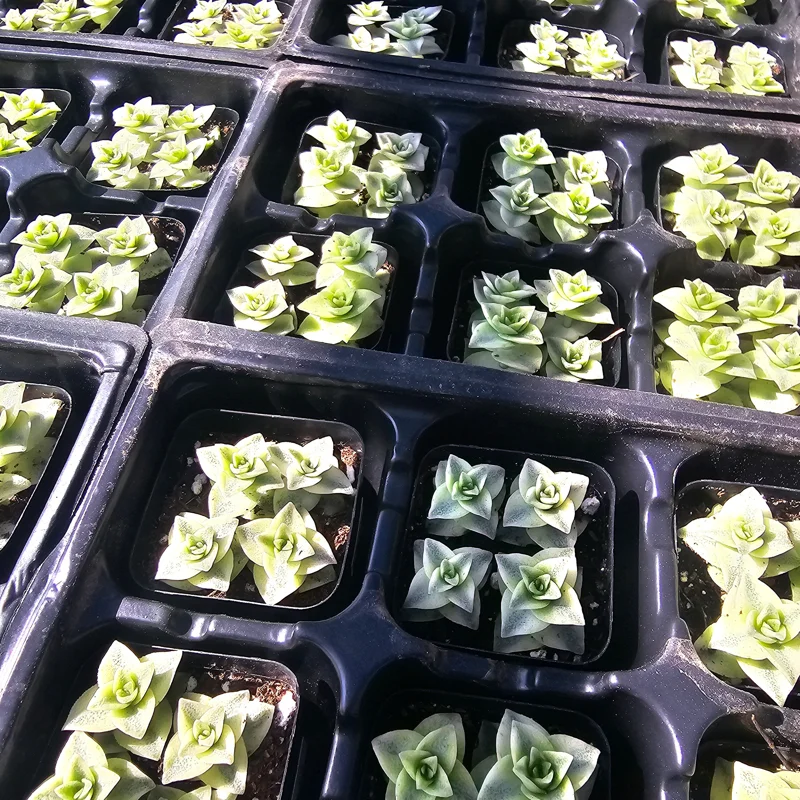 Variegated String of Buttons Live Plant – Crassula Perforata – 2 inch pot – Indoor Succulent - Image 5
