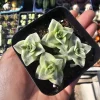 Variegated String of Buttons Live Plant – Crassula Perforata – 2 inch pot – Indoor Succulent - Image 1