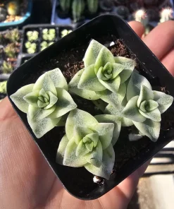 Variegated String of Buttons Live Plant – Crassula Perforata – 2 inch pot – Indoor Succulent - Image 1