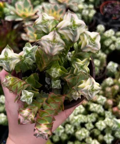 Variegated String of Buttons Live Plant – Trailing Succulent in 4'' Pot – Indoor/Outdoor - Image 2