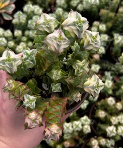 Variegated String of Buttons Live Plant – Trailing Succulent in 4'' Pot – Indoor/Outdoor - Image 3