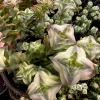 Variegated String of Buttons Live Plant – Trailing Succulent in 4'' Pot – Indoor/Outdoor - Image 1