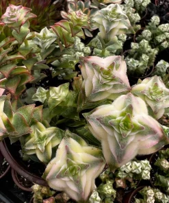 Variegated String of Buttons Live Plant – Trailing Succulent in 4'' Pot – Indoor/Outdoor - Image 1