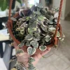 Variegated String of Hearts Live Plant – 6 inch Hanging Basket – Super Full – Indoor Vine - Image 1