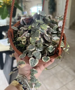 Variegated String of Hearts Live Plant – 6 inch Hanging Basket – Super Full – Indoor Vine - Image 1