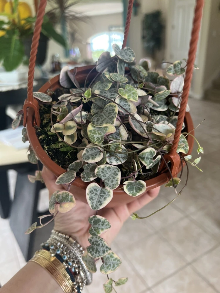 Variegated String of Hearts Live Plant – 6 inch Hanging Basket – Super Full – Indoor Vine - Image 1