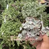 Variegated String of Hearts Live Plant - Ceropegia Woodii - Potted Houseplant - Image 1