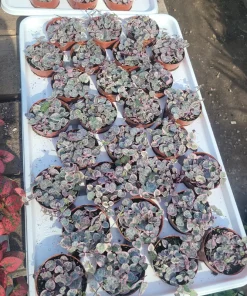 Variegated String of Hearts Live Plant – Trailing Succulent – Indoor Plant - Image 2