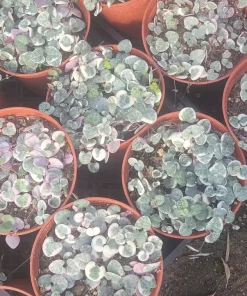 Variegated String of Hearts Live Plant – Trailing Succulent – Indoor Plant - Image 3