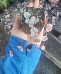 Variegated String of Hearts Live Plant – Trailing Succulent – Indoor Plant - Image 4