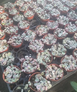 Variegated String of Hearts Live Plant – Trailing Succulent – Indoor Plant - Image 6