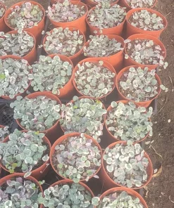 Variegated String of Hearts Live Plant – Trailing Succulent – Indoor Plant - Image 7