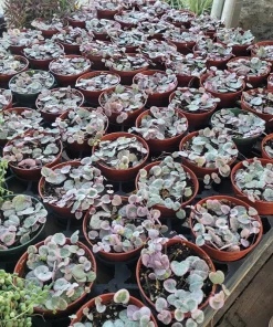 Variegated String of Hearts Live Plant – Trailing Succulent – Indoor Plant - Image 8