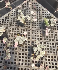 Variegated String of Hearts Live Plant – Trailing Succulent – Indoor Plant - Image 9