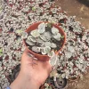 Variegated String of Hearts Live Plant – Trailing Succulent – Indoor Plant - Image 1