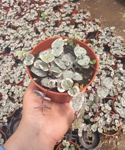 Variegated String of Hearts Live Plant – Trailing Succulent – Indoor Plant - Image 1
