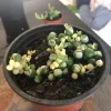 Variegated String of Pearls Live Plant - Rare Trailing Succulent - Image 1