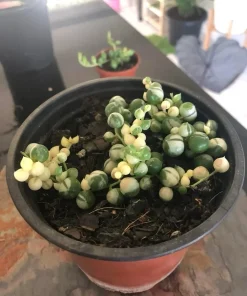 Variegated String of Pearls Live Plant - Rare Trailing Succulent - Image 1