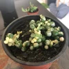 Variegated String of Pearls Live Plant – Unique Trailing Succulent for Indoors - Image 1