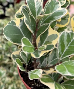 Variegated Triangle Fig Live Plant - Ficus Triangularis in 4" Pot, Indoor - Image 2