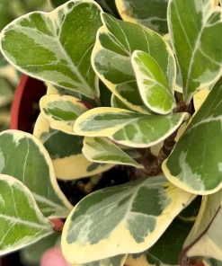 Variegated Triangle Fig Live Plant - Ficus Triangularis in 4