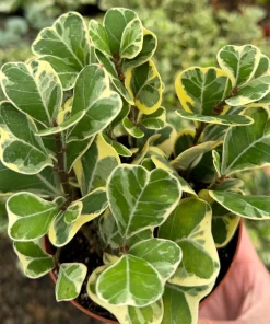 Variegated Triangle Fig Live Plant - Ficus Triangularis in 4