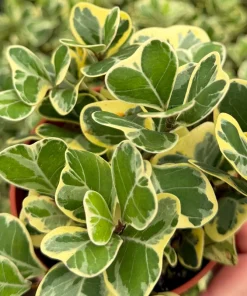 Variegated Triangle Fig Live Plant - Ficus Triangularis in 4